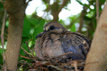 Bird nesting bird's nest
