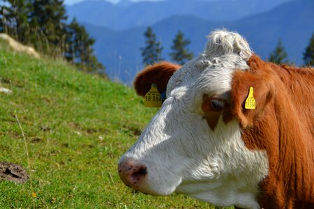 Mammal alpine pasture