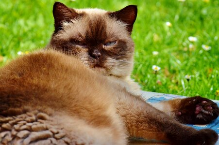 Adorable animal brown