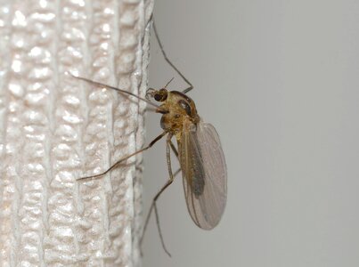Nature insects mosquito