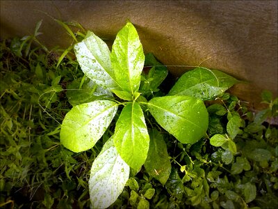 Natural botanical organic