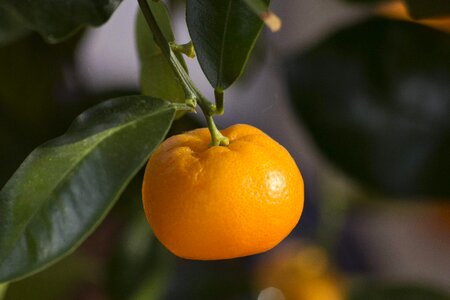 Agriculture beautiful photo biology