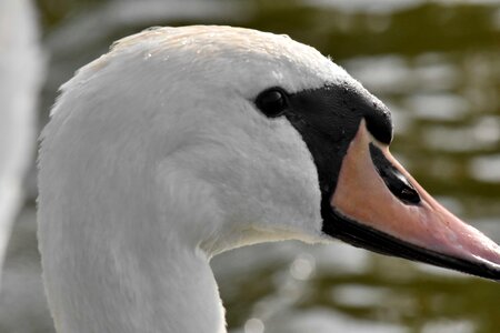 Blurry swan feather