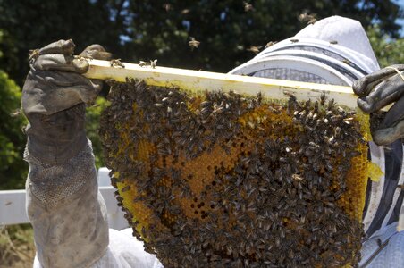 Bee insects bees