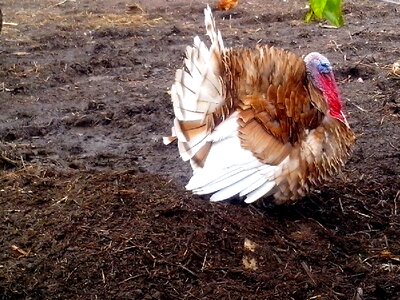 Bird turkey 