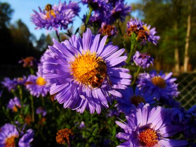 Purple bee plant photo
