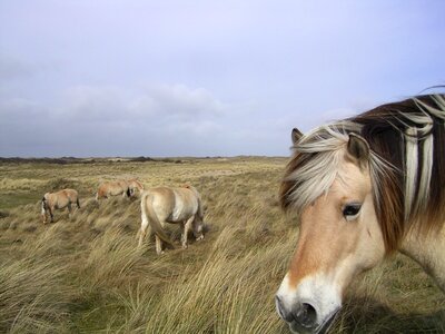 Farm norway pasture