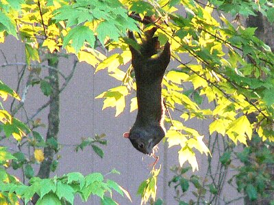 Chipmunk gray hanging