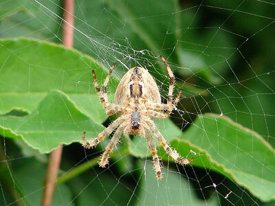 Insect web close up photo