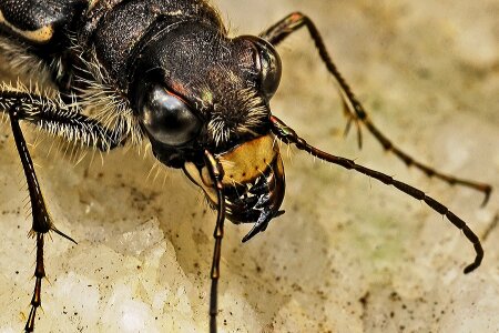 Nature biology beetle photo