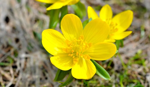 Beautiful beautiful flowers biology