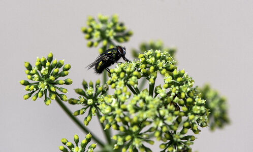 Side View of fly on plants