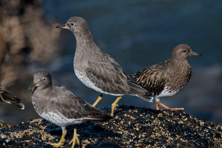 Surfbirds and Black Turnstone