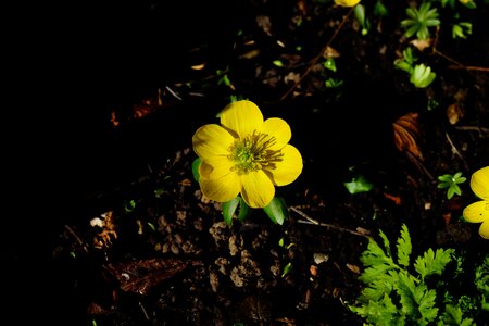 Bloom yellow eranthis hyemalis