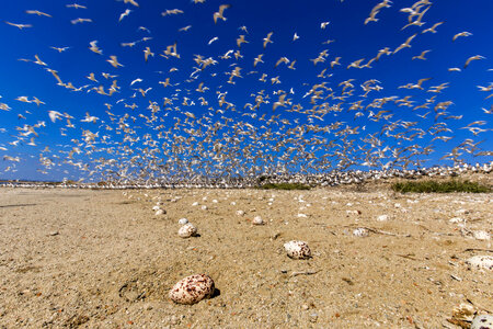 Flock of elegant terns-3