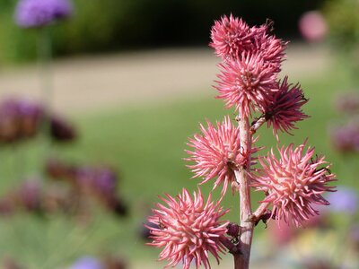 Seed capsules ornamental plant flower photo