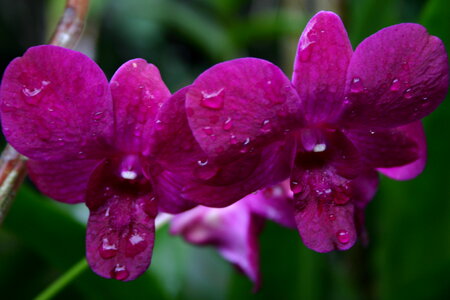 Pink Orchids photo