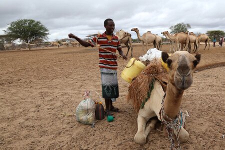 Farming breeding camel photo