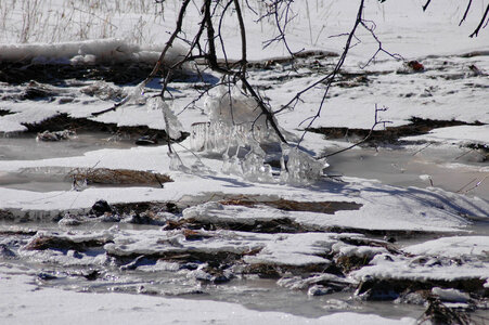 Icy low hanging branch photo