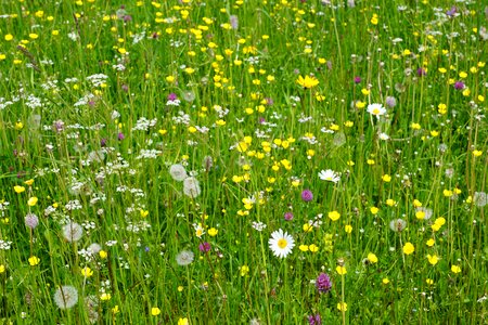 Colorful summer nature