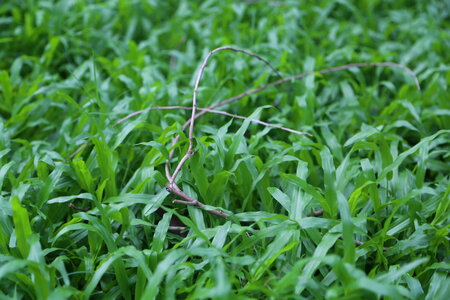 Green Grass and Twig photo