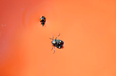 Wildlife bug small