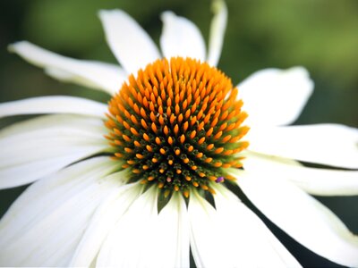 Bloom flower flora