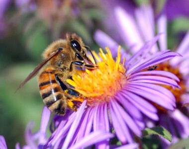 Flower apoidea flight insect photo