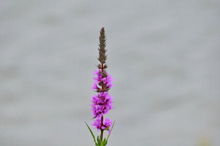 Flower purplish vertical
