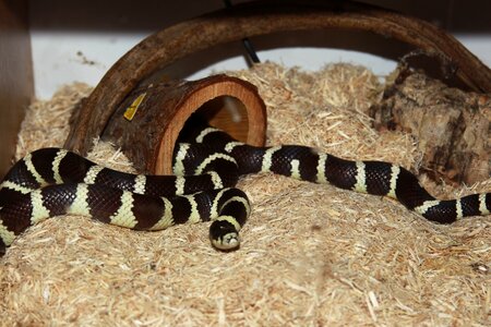 Reptile banded serpent photo