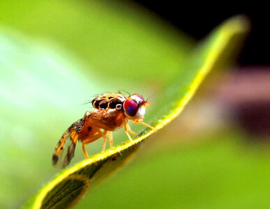 Bug close close-up photo