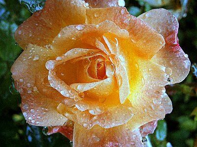 Bloom flowers beauty