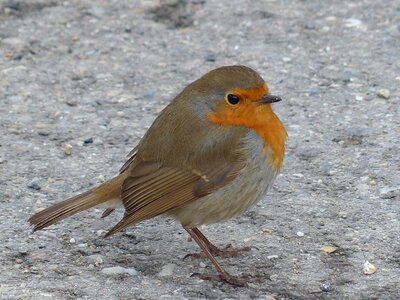 Erithacus rubecula species old world flycatcher photo