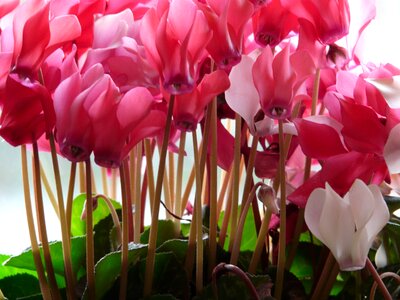 White flora ornamental plant photo