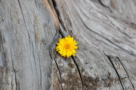 Chrysanthemum yellow wood photo