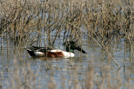 Northern Shoveler enjoying the water