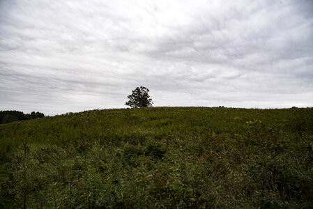 Tree at the top of the hill under clouds photo