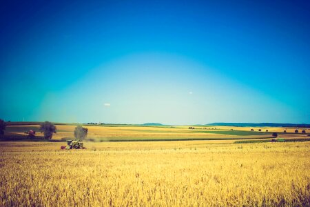 Harvest crop grain photo