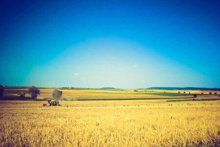 Harvest crop grain