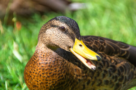 duck photo
