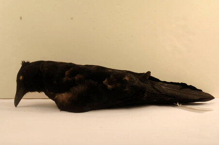 Corvus brachyrhynchos-1