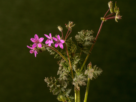 Small flower wild flower purple