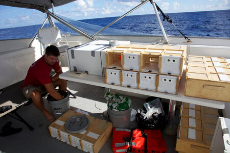Nihoa Millerbird Translocation-3