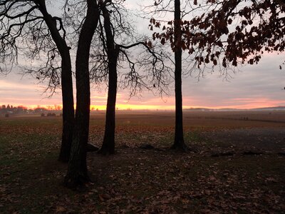 Dawn dusk forest photo