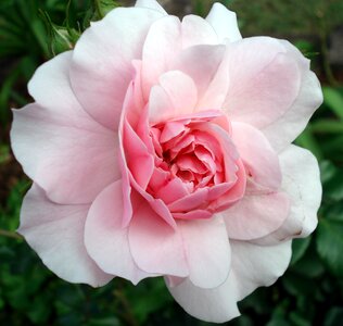 Pink garden blooming
