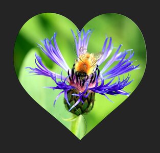 Insect green background