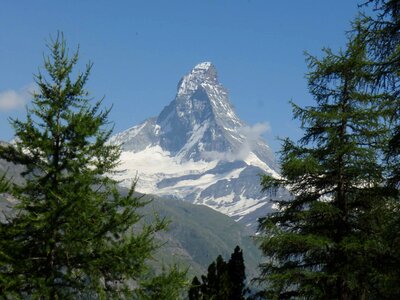 Branch cliff conifer photo