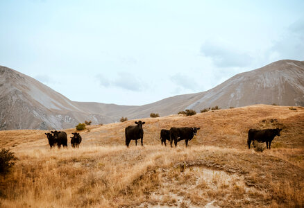 Cows standing and grazing in the hills photo