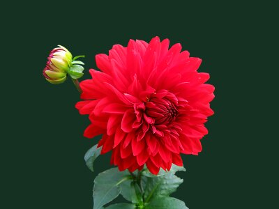 Red dahlia flower photo