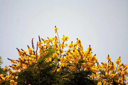 Yellow Flowers